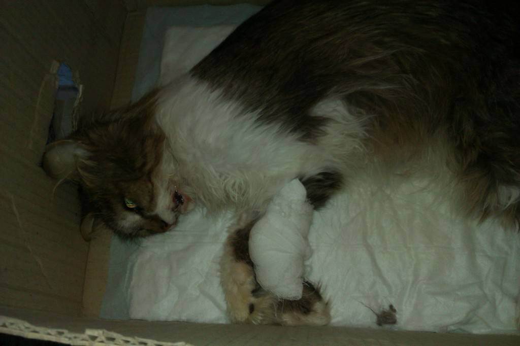 Котёнок умер: причины внезапной смерти, как понять признаки, что новорожденные котята умирают, почему не набирают вес