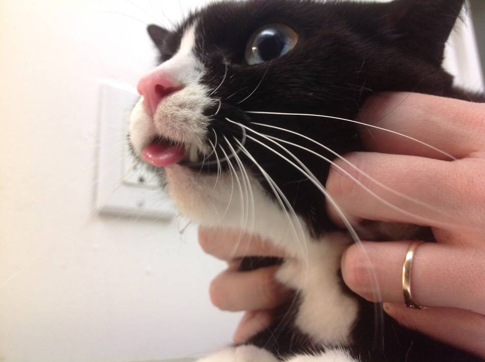 Почему у кота или кошки текут слюни изо рта: причины и лечение животного