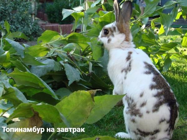 Можно ли давать топинамбур кроликам, курам и другим животным, как правильно их кормить?дача эксперт