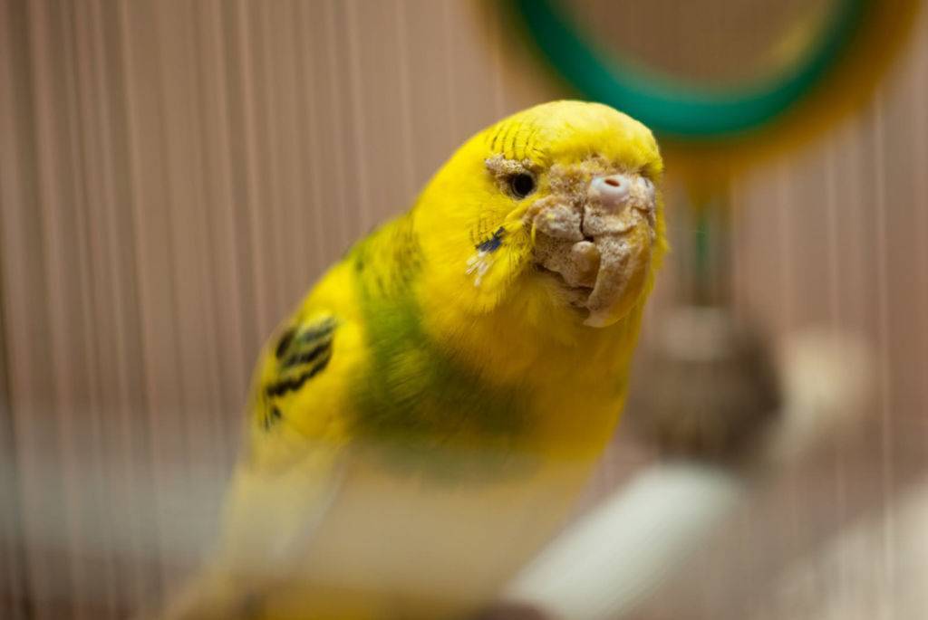 Болезни волнистых попугаев, их симптомы и методы борьбы с ними