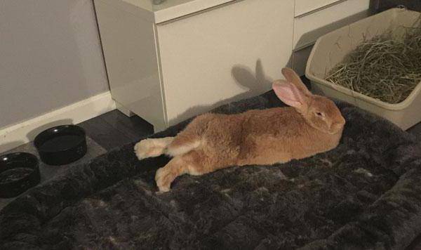 Правильное приучение кролика дома