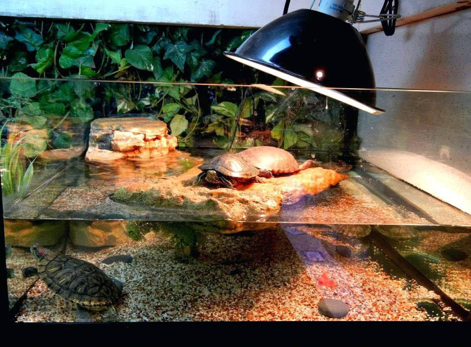Вода в аквариуме для красноухих черепах: правильная температура и чистота