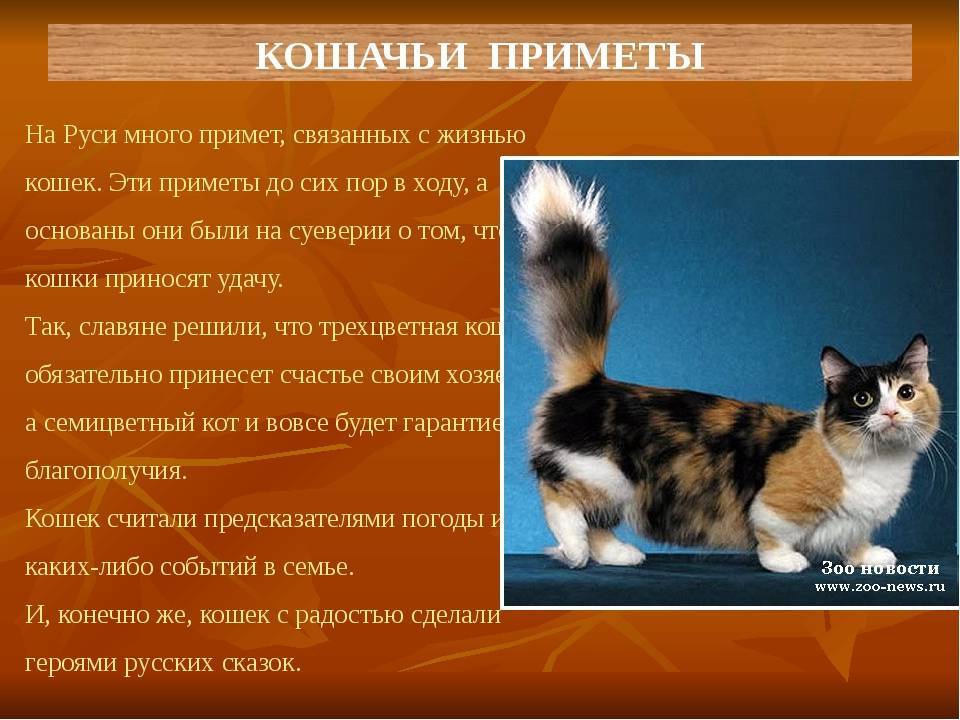 Трехцветная кошка в доме – приметы и суеверия