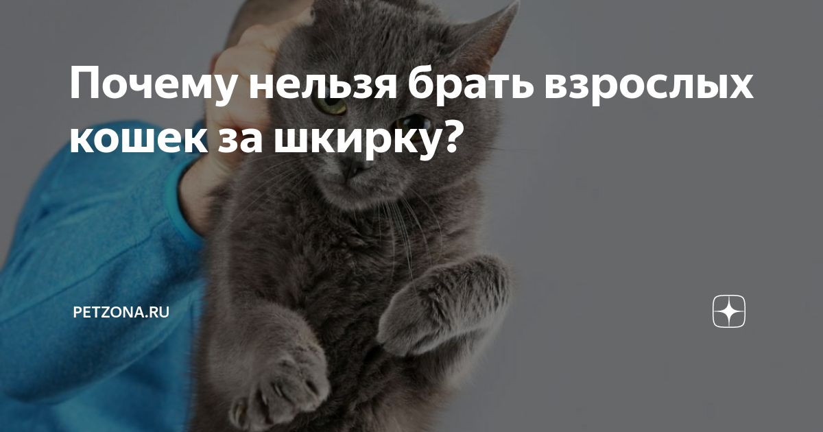 Можно ли брать кота за шкирку - oozoo.ru
