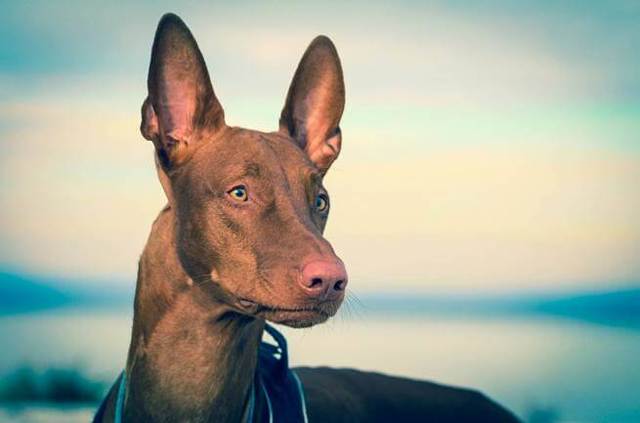 Фараонова собака: фото, описание породы, характера, ухода