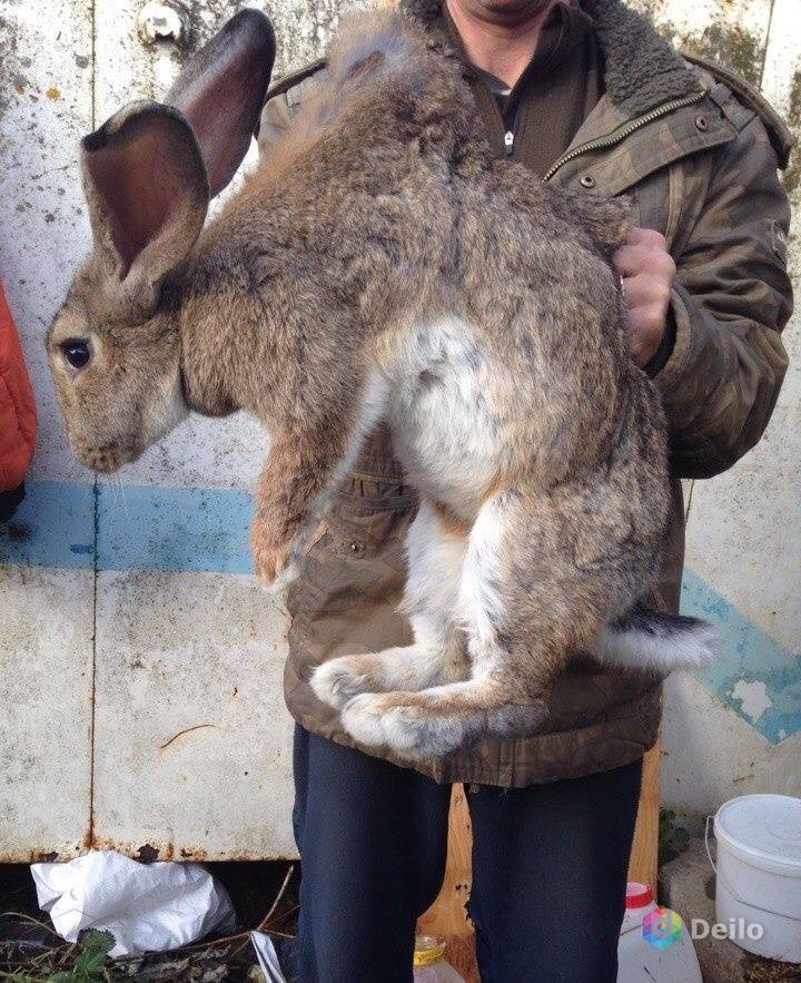 Как правильно разводить кроликов фландр: особенности породы бельгийских кроликов, содержание и разведение