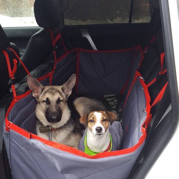 Для чего нужен автогамак для собаки: применение для перевозки и обзор
