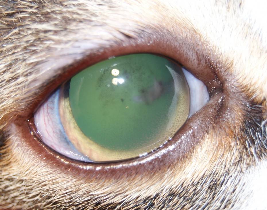Язвы на роговице глаза. лечение собак: справочник ветеринара