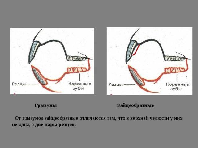 Зубы крыс: особенности зубночелюстной системы грызуна