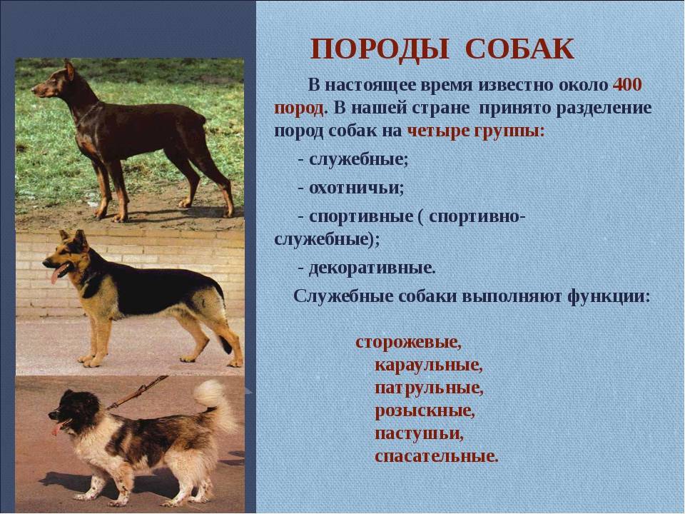 К какому виду относятся собаки: биологическая классификация, по размерам и назначению