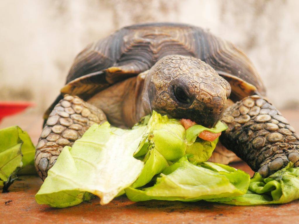 Чем питаются черепахи в природе, рацион питания морских, пресноводных и сухопутных черепах