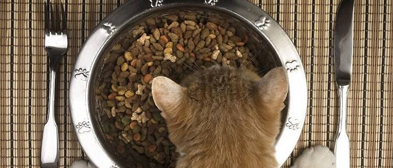 Как отучить кошку от сухого корма: лучшие методы при смене рациона | ваши питомцы