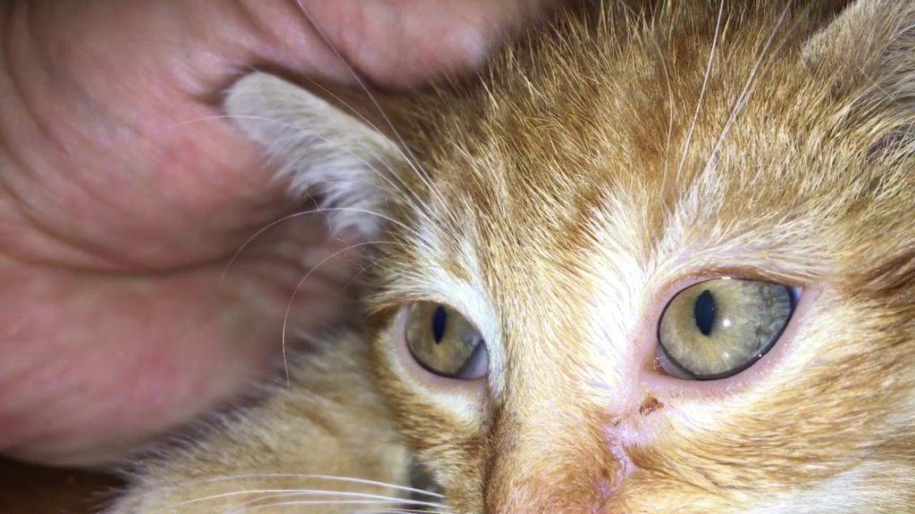 Токсоплазмоз, хламидиоз – болезни глаз у кошек: симптомы, лечение - донецкий ветеринарный диагностический центр