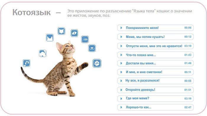 Приложение meowtalk превращает кошачье мяуканье в слова, чтобы вы могли понять, чего хочет ваша кошка