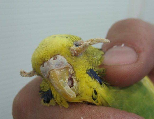 Лечение воспаления клоаки у волнистого попугая — советы врача