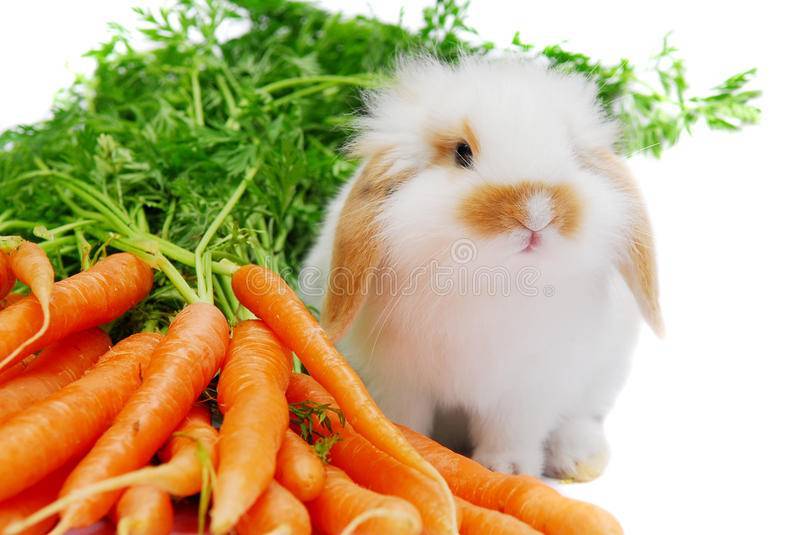 Популярные заблуждения о кроликах: они не любят морковь и опасны для кошек