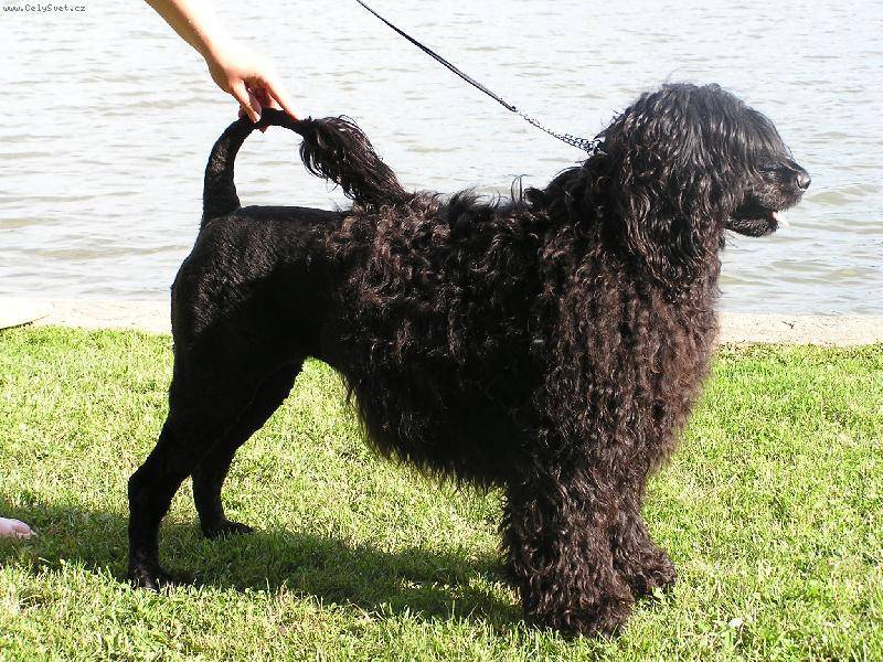 ᐉ описание породы португальская водяная собака - ➡ motildazoo.ru