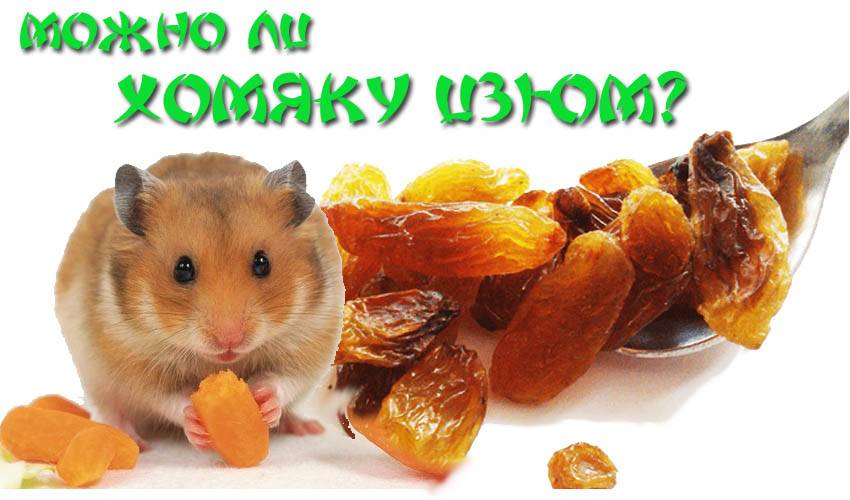 Чем можно кормить хомяка в домашних условиях: список продуктов питания - kotiko.ru