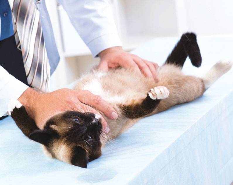 Стерилизация кошек, как это происходит - где лучше делать стерилизацию кошек и котов