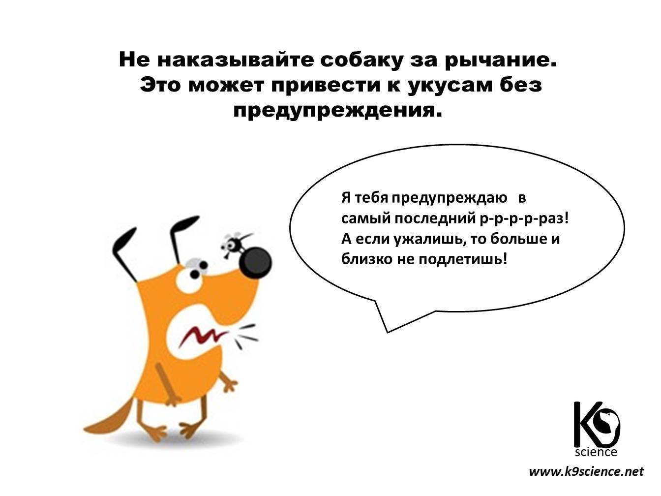 ᐉ как наказывать щенка за непослушание правильно? - zoomanji.ru