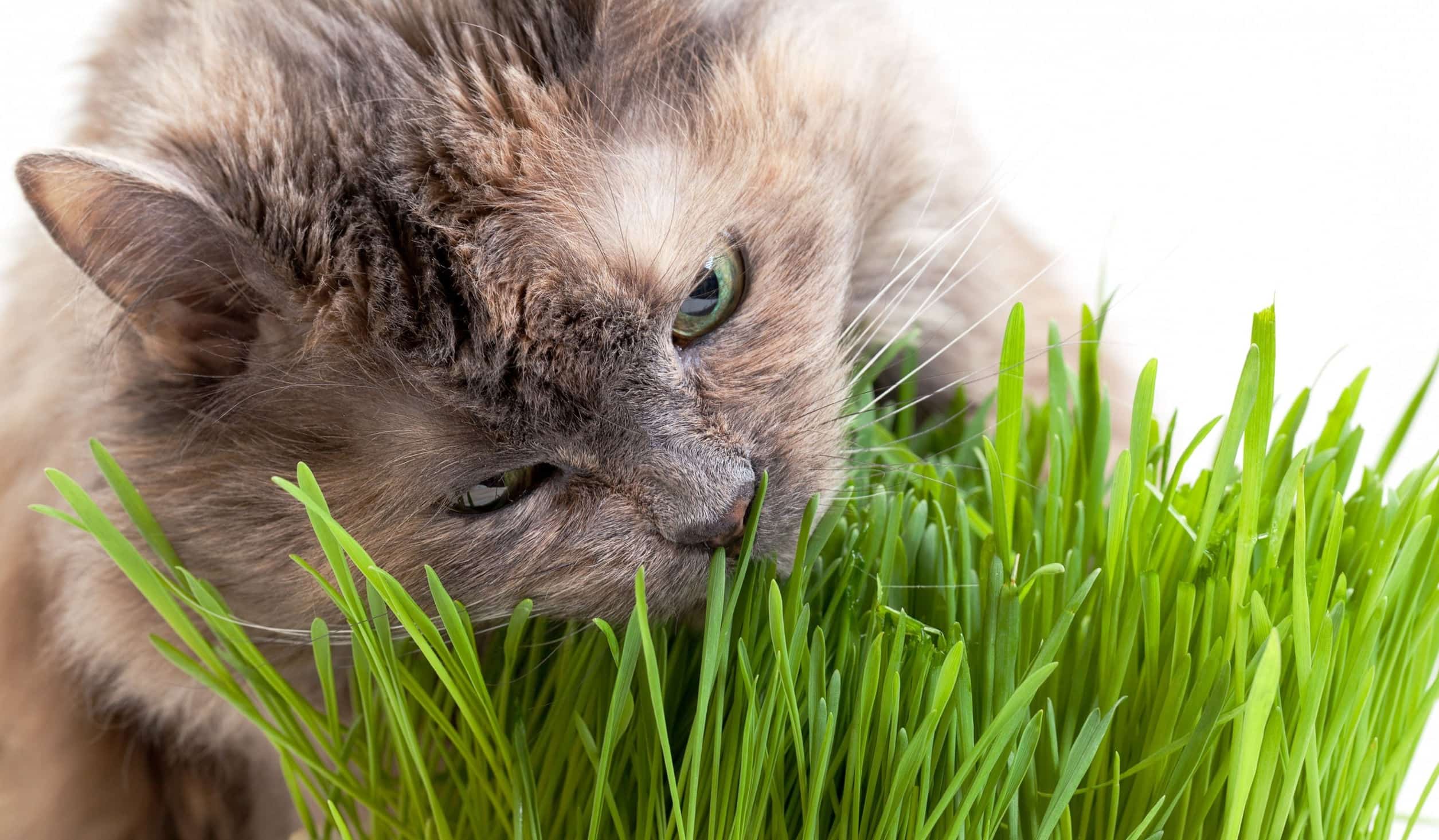Трава для кошек: прихоть или потребность
трава для кошек: прихоть или потребность