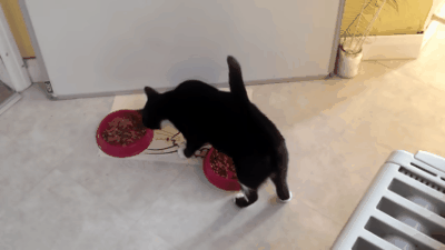 Почему кошка закапывает еду: выявляем главные причины