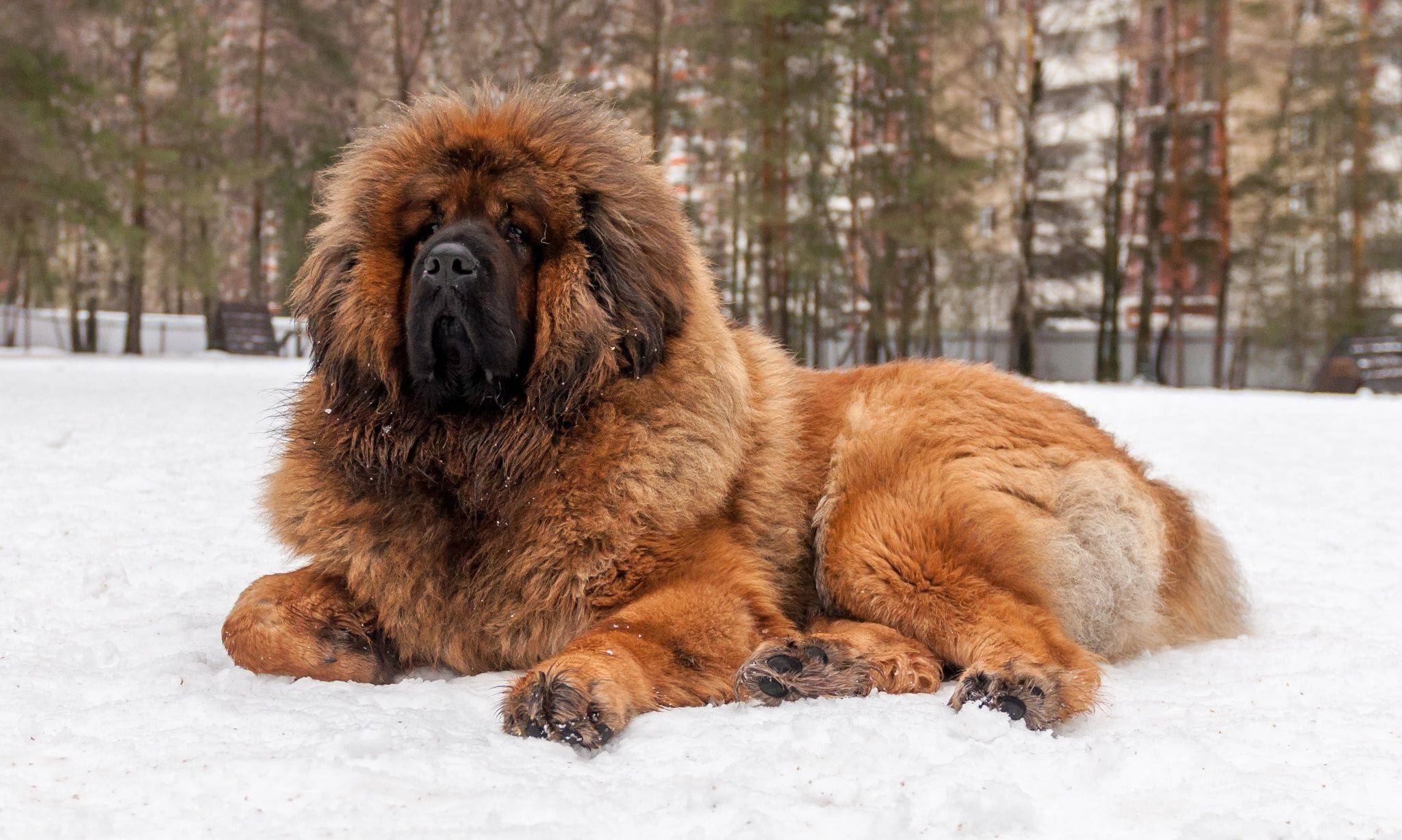 Самые красивые собаки с фото - pet-mir.ru