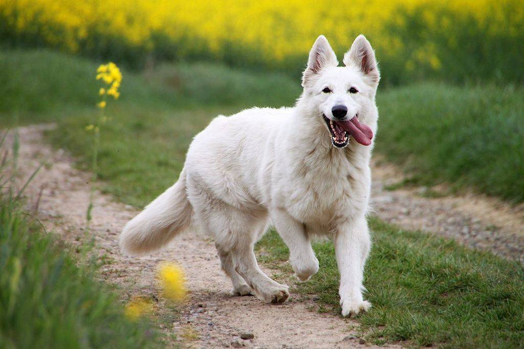 Белая швейцарская овчарка фото щенки