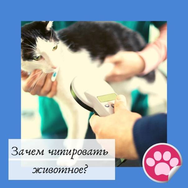 ᐉ чипирование собаки - ➡ motildazoo.ru
