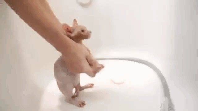 Можно ли мыть крысу: инструкция по купанию декоративных крыс в домашних условиях