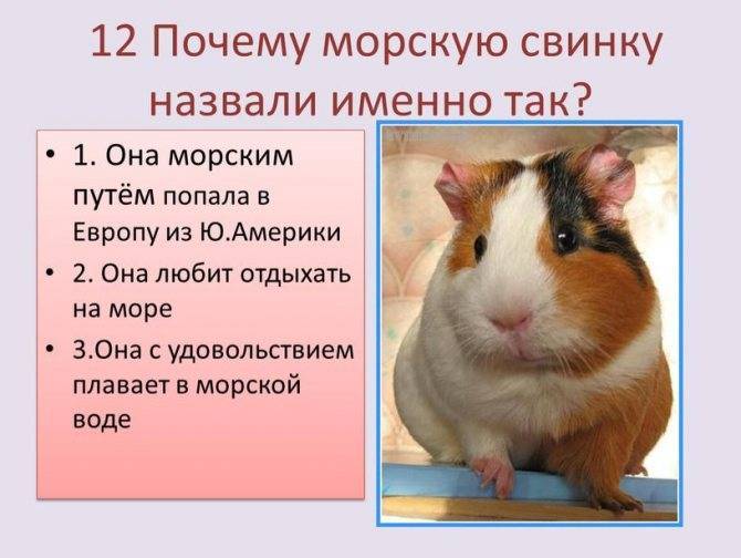 ᐉ как видят морские свинки наш мир, особенности зрения грызуна - zoopalitra-spb.ru