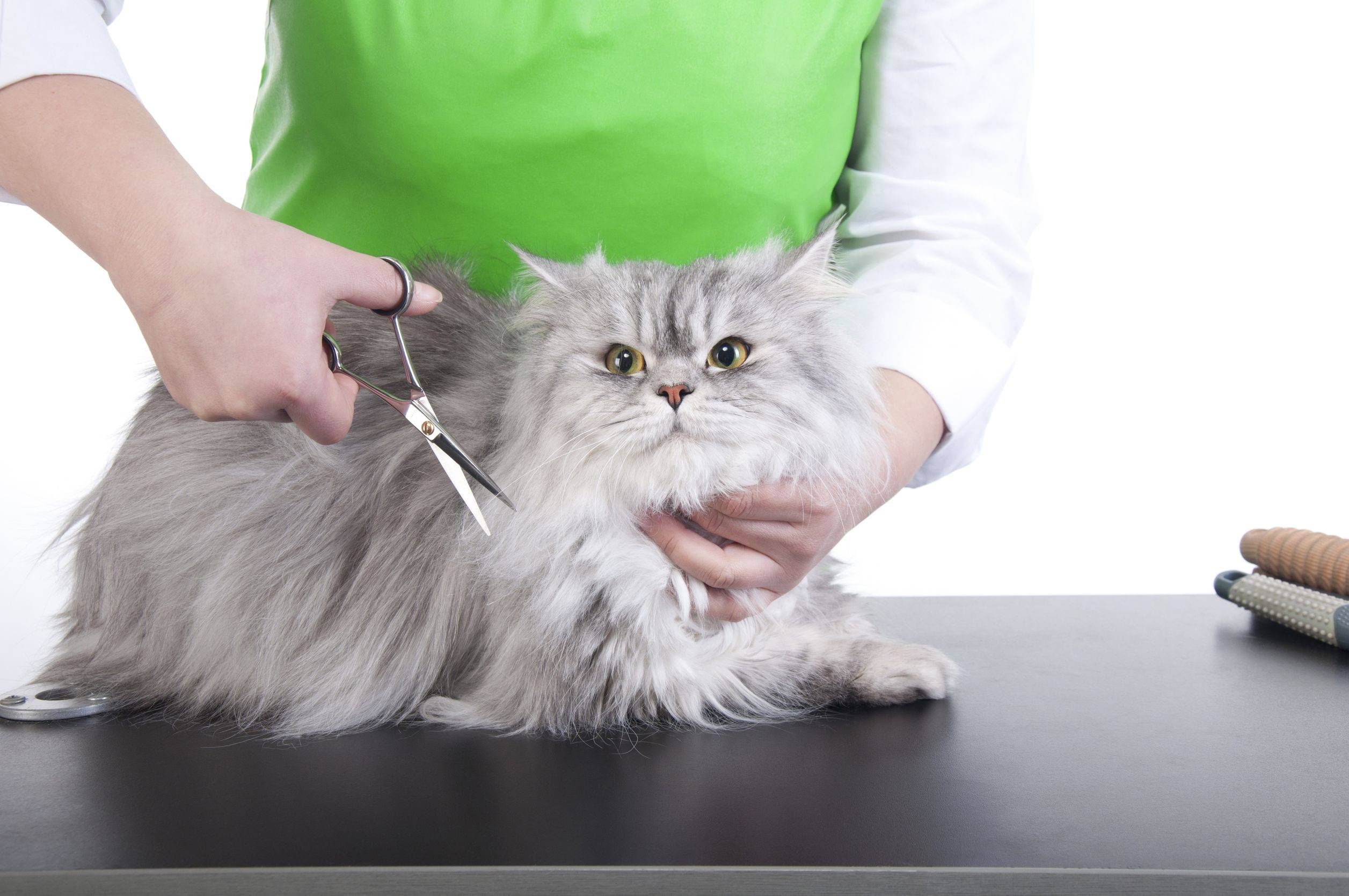 Чем усыпить кошку в домашних условиях самому для стрижки