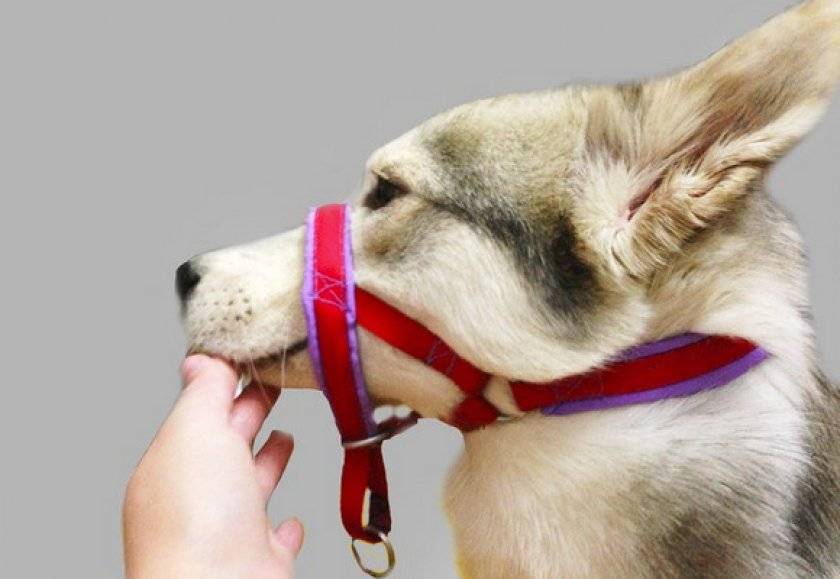 Недоуздок для собак: для чего нужен, как подобрать размер и пользоваться, как сшить своими руками