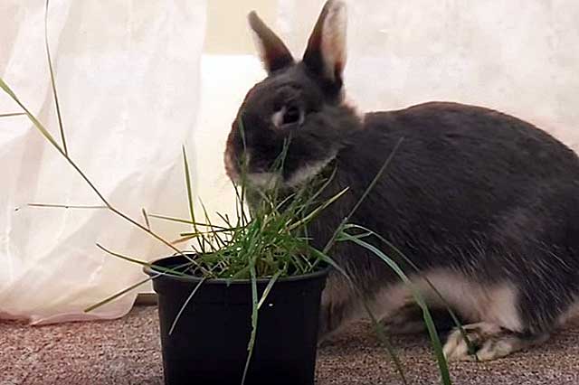 Какую траву можно давать кроликам