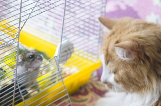 Хомяк и кошка: есть ли шанс на дружбу?