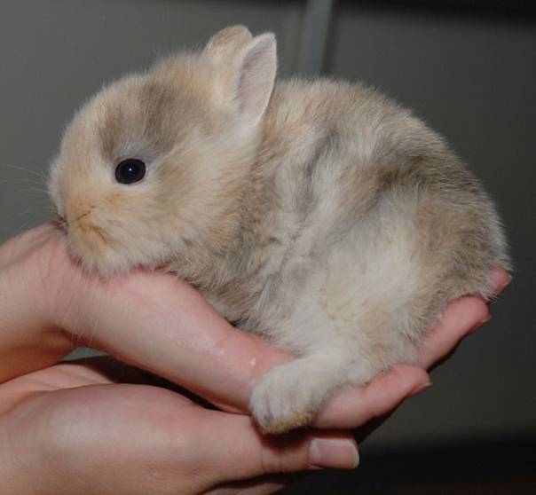 Удивительный мир карликовых кроликов