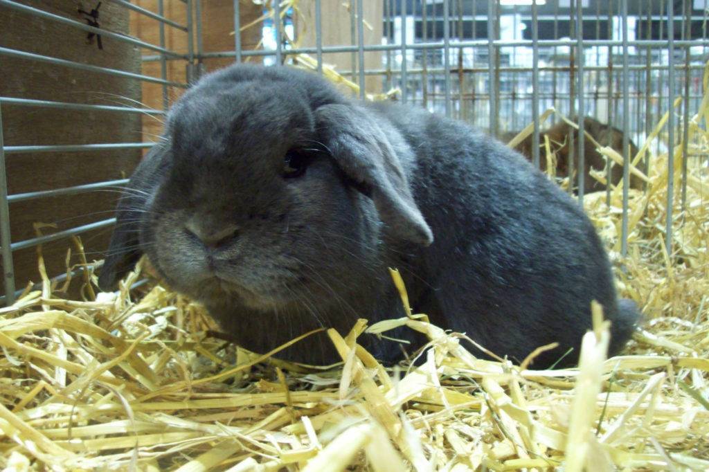 ᐉ голландский кролик: характеристика породы, характер, кормление и уход - zooon.ru