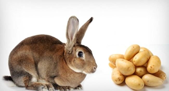 Можно ли и как давать кроликам сырой картофель, правила введения в рацион