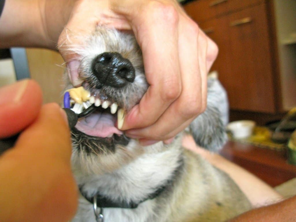 Уход за зубами той терьера. чистка зубов, удаление зубного камня.