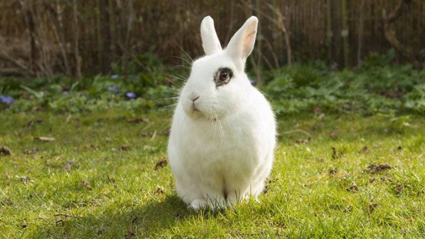 Можно ли кроликам давать свежие огурцы?