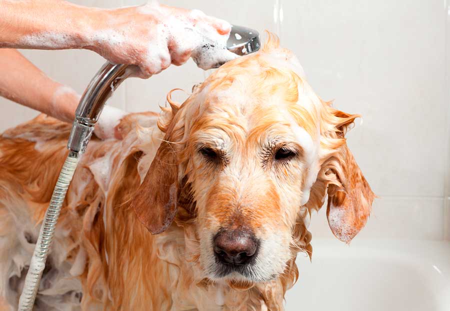 Как помочь собаке в жару: если животное в квартире, старой собаке перенести жару - блог о животных - zoo-pet.ru