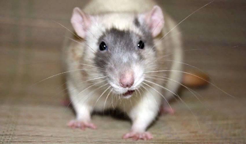 Домашняя крыса издаёт странные звуки: хрюканье, стрекотание, как голубь, при дыхании, носом, как лечить