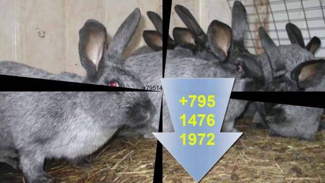 Сколько лет можно держать крольчиху для потомства?