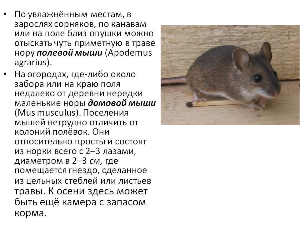 Мыши (en: mice) грызуны обои, картинки, скачать 84 обои на рабочий стол. красивые бесплатные фото животных для рабочего стола