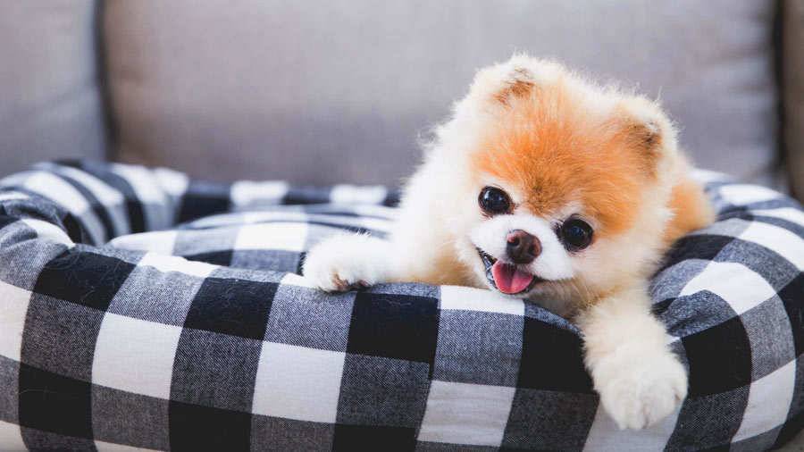 Самые красивые породы собак в мире с фото