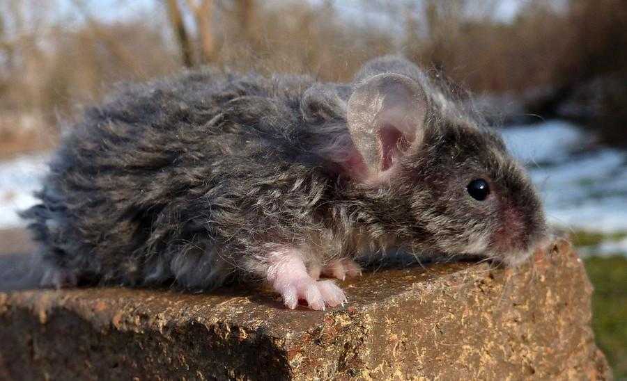 Крыса домашняя декоративная (rattus norvegicus domestica, fancy rat) - разновидности, средние цены, питомники, рекомендации заводчиков