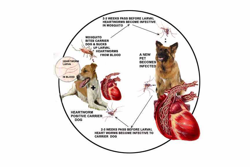 Лечение дирофиляриоза у собак. адюльтицидная терапия дирофиляриоза