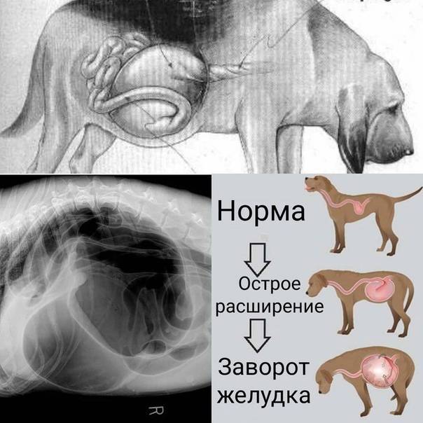 Заворот желудка у собак - лечение, профилактика