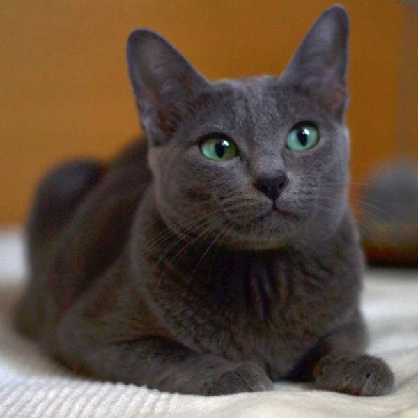 Корат – кошка родом из таиланда, описание породы, внешний вид и характер, уход и кормление