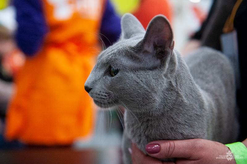 Русская голубая кошка – цена, характер породы, 33 фото